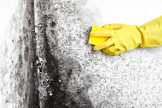 Best Post-Flood Mold Remediation in Lynchburg, MS