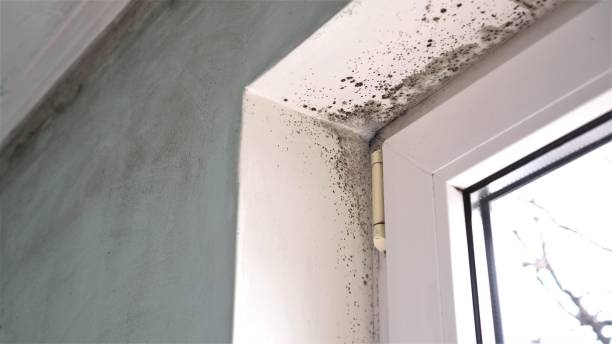 Best DIY Mold Remediation Support Services in Lynchburg, MS