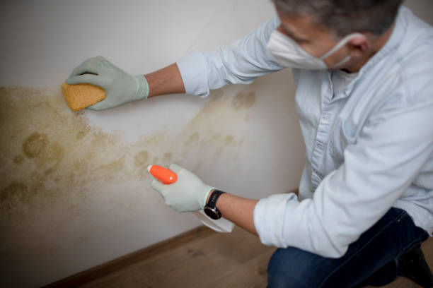Best Bathroom Mold Remediation in Lynchburg, MS