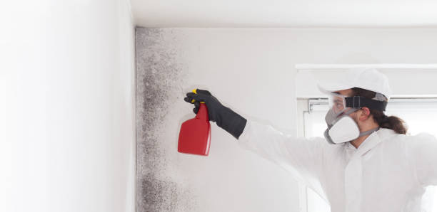 Reliable Lynchburg, MS Mold Remediation Solutions