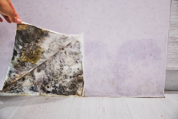 Best Black Mold Remediation in Lynchburg, MS